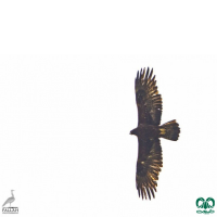 گونه عقاب طلایی Golden Eagle